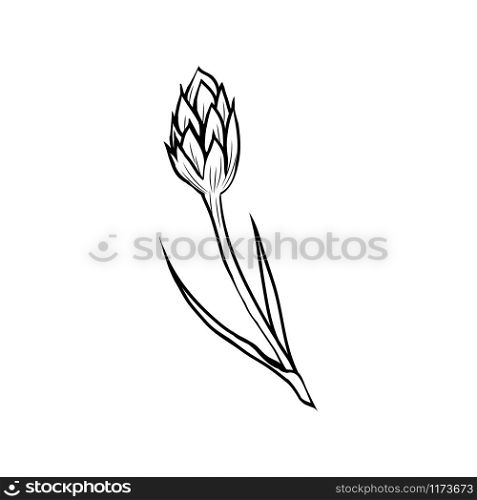 Cornflower black ink vector illustration. Summer meadow flower, honey plant with name engraved sketch. Common knapweed outline. Centaurea nigra botanical black and white drawing with inscription. Cornflower monochrome freehand sketch