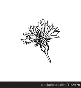 Cornflower black ink vector illustration. Summer meadow flower, honey plant with name engraved sketch. Common knapweed outline. Centaurea nigra botanical black and white drawing with inscription. Cornflower monochrome freehand sketch