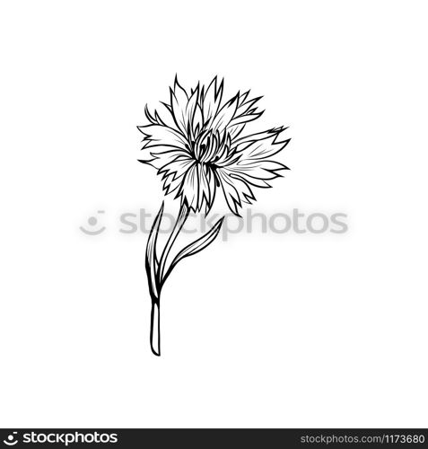 Cornflower black ink vector illustration. Summer meadow flower, honey plant with name engraved sketch. Common knapweed outline. Centaurea nigra botanical black and white drawing with inscription. Cornflower monochrome freehand sketch