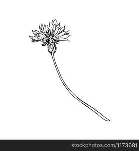 Cornflower black ink vector illustration. Summer meadow flower, honey plant with name engraved sketch. Common knapweed outline. Centaurea nigra botanical black and white drawing with inscription. Cornflower monochrome freehand sketch