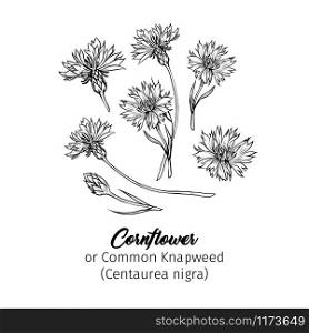 Cornflower black ink vector sketches set. Summer honey plant with name engraved sketch. Common knapweed flower, buds outline. Centaurea-nigra botanical black and white drawing with latin inscription. Cornflowers black ink freehand sketches set