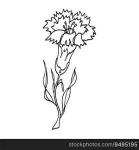 Cornflower Hand drawn vector illustration floral line drawing flower line art sketch. Cornflower, Hand drawn illustration, floral line drawing, line art vector