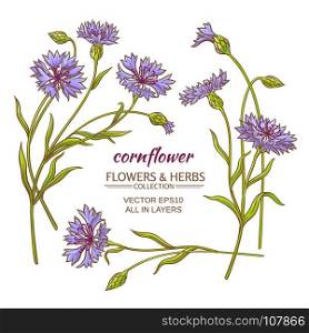 cornflower vector set. blue cornflower vector set on white background