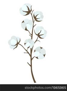 Cotton branch isolated object. Drawn twig with ripe cotton bolls, hand drawing. Single plant, gray for the production of material, vector illustration.. Cotton branch isolated object.