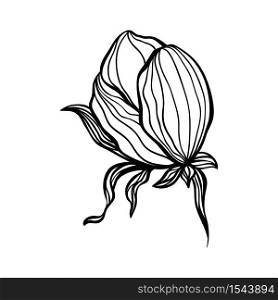 Cotton Flower Anstract Line Art Contour Drawing. Isolated Single Elements for Decorative and Modern Design. Contour Floral Drawing. Cotton Flower Anstract Line Art Contour Drawing. Isolated Single Elements for Decorative and Modern Design.