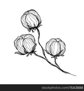 Cotton Flower Anstract Line Art Contour Drawing. Isolated Single Elements for Decorative and Modern Design. Contour Floral Drawing. Cotton Flower Anstract Line Art Contour Drawing. Isolated Single Elements for Decorative and Modern Design.