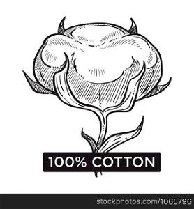 Cotton hundred percent natural material monochrome sketch outline vector. Plant giving raw product for textile making, gossypium bud and leaves. Industry of making soft and pure fabric cloth. Cotton hundred percent natural material monochrome sketch outline