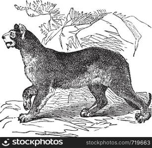Cougar or Puma or Panther or Mountain Lion or Puma concolor, vintage engraving. Old engraved illustration of a Cougar.