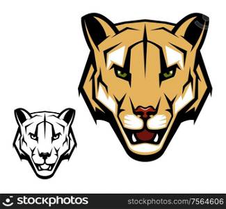 Cougar puma vector mascot with mountain lion head. Wild cat animal with open mouth, dangerous teeth and angry eyes isolated symbol of African safari, hunting sport and hunter club design. Cougar puma or mountain lion animal head mascot