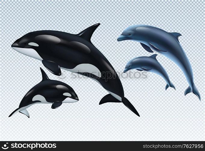 Couples dolphin and killer whale realistic transparent icon set parent and baby vector illustration