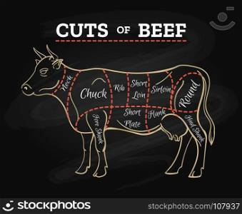 Cow butcher cut beef chalkboard scheme. Cow meat steak diagram. Cow butcher cut beef chalkboard scheme for restaurant menu poster, vector illustration