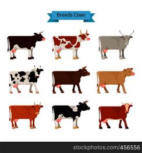 Cow flat icons. Vector cows of different colors. Cow flat icons