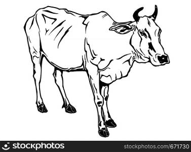 Cow Hand Drawn Vector illustration