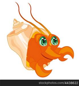 Crab in seashell. The Sea mammal crab peers out seashell.Vector illustration