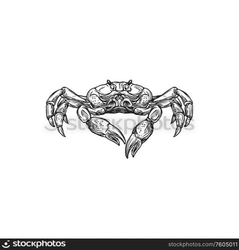 Crab isolated underwater animal. Vector marine crustacean, claws and shell, seafood. Marine crab vector isolated crustacean animal