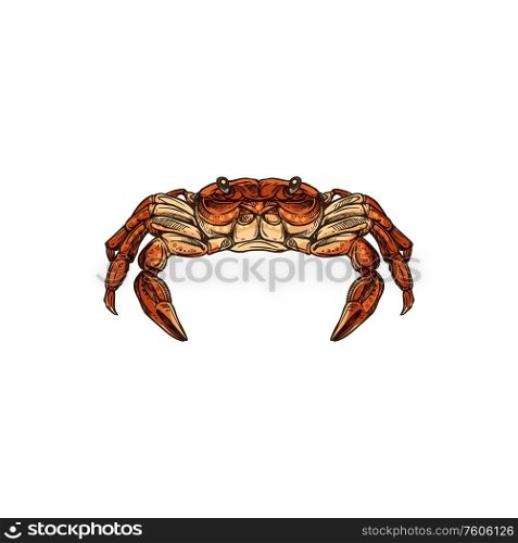 Crab sea animal vector sketch of red crustacean from front view. Seafood restaurant menu, fish market or underwater wildlife themes. Crab sketch of sea animal, crustacean. Seafood