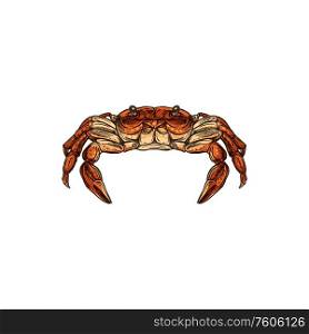 Crab sea animal vector sketch of red crustacean from front view. Seafood restaurant menu, fish market or underwater wildlife themes. Crab sketch of sea animal, crustacean. Seafood
