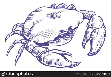 Crab sketch. Sea shell animal with big claws isolated on white background. Crab sketch. Sea shell animal with big claws