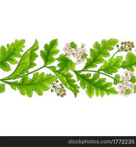 crambe plant vector pattern on white background. crambe plant pattern on white background
