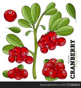 Cranberry Composition, Cranberry Leaves, Cranberry Vector, Cartoon illustration of Cranberry. Cranberry Isolated on White Background. Bunch of Cranberry.. Cranberry with leaves on white background
