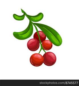 cranberry food cartoon. berry organic, fresh fruit, leaf ripe, red dessert, juicy healthy, natural cranberry food vector illustration. cranberry food cartoon vector illustration