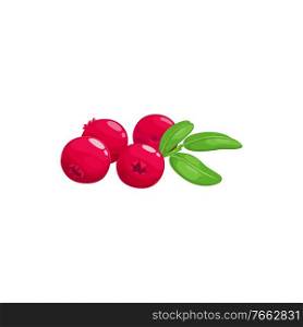 Cranberry fruits or berries, food from farm garden and wild forest, vector flat isolated icon. Cranberries bunch ripe harvest for jam or juice desserts. Cranberry fruits or berries, food of garden forest