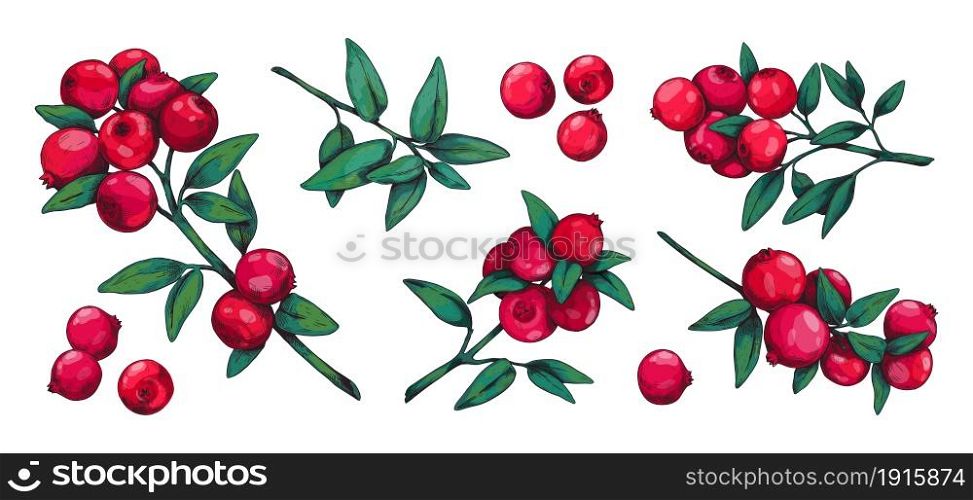 Cranberry. Hand drawn forest summer wild berry for dessert and vegetarian food. Red sour vitamin cowberry vintage sketch. Isolated organic plant stems with green leaves. Vector botanical elements set. Cranberry. Hand drawn forest summer wild berry for dessert and vegetarian food. Red sour cowberry vintage sketch. Organic plant stems with green leaves. Vector botanical elements set