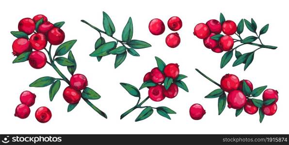 Cranberry. Hand drawn forest summer wild berry for dessert and vegetarian food. Red sour vitamin cowberry vintage sketch. Isolated organic plant stems with green leaves. Vector botanical elements set. Cranberry. Hand drawn forest summer wild berry for dessert and vegetarian food. Red sour cowberry vintage sketch. Organic plant stems with green leaves. Vector botanical elements set