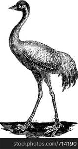 Crane, vintage engraved illustration. Natural History of Animals, 1880.