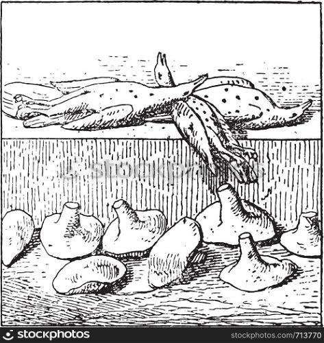 Cranes and mushrooms, vintage engraved illustration