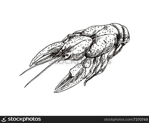 Crayfish monochrome sketch outline. Seafood boiled lobster black and white hand drawn meal. Prepared nutrition dish accompany beer vector illustration. Crayfish Monochrome Sketch Vector Illustration