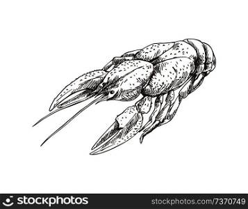 Crayfish monochrome sketch outline. Seafood boiled lobster black and white hand drawn meal. Prepared nutrition dish accompany beer vector illustration. Crayfish Monochrome Sketch Vector Illustration
