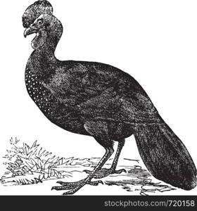 Crested Guan or Penelope purpurascens, vintage engraved illustration. Trousset encyclopedia (1886 - 1891).