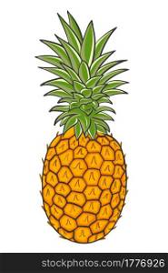 Crested pineapple, vector. Whole tropical exotic fruits. Colored plucked fruit of the grass. Delicious ripe summer dessert.Hand drawing.. Crested pineapple, vector. Whole tropical exotic fruits. Colored plucked fruit of the grass.