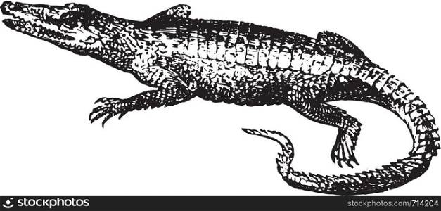 Crocodile, vintage engraved illustration. Natural History of Animals, 1880.