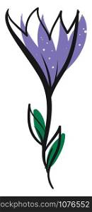 Crocus drawing, illustration, vector on white background.