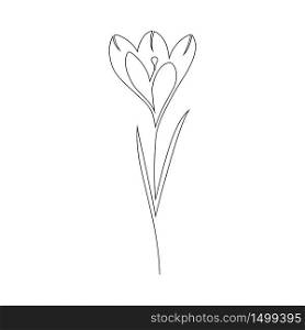 Crocus flower on white background. One line drawing style.. Crocus flower on white