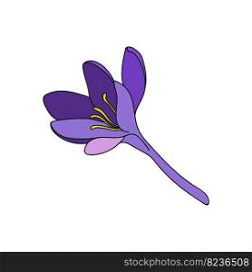 crocus single color  saffron flower linear drawing. Botanical illustration by line