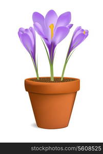 Crocuses in flowerpot vector illustration