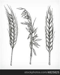 Crops, wheat and oat sketches, hand drawing, vector set