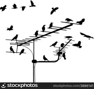 Crows on television aerials