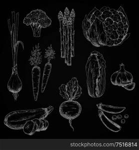 Crunchy broccoli and spicy onion, garlic and zucchini, carrot, beet and cauliflower with sappy leaves and peas, chinese cabbage and asparagus vegetables chalk sketches on blackboard. Chalck sketches of vegetables on chalkboard