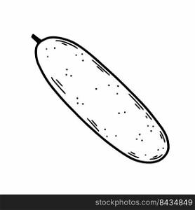 Cucumber on white background. Healthy vegetable. Vector doodle illustration. Hand drawn sketch.