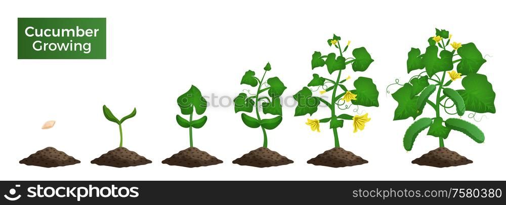 Cucumber plant growth stages set of images with views of vegetable from sprout to mature plant vector illustration