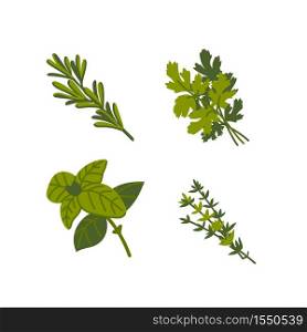 Culinary herb. Common aromatic cooking herbs on white background. Flat Vector hand drawn illustration. Culinary herb. Common aromatic cooking herbs on white background. Flat Vector hand drawn illustration.