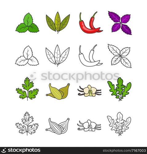 Culinary herbs and spices isolated on white background, vector illustration. Culinary herbs and spices