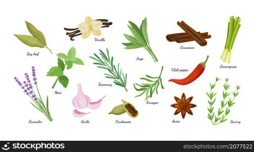 Culinary herbs. Cooking condiment herbal collection. Aromatic vanilla and lavender. Natural cinnamon and cardamom. Fresh lemongrass. Organic anise, mint or tarragon. Vector cartoon spicy plants set. Culinary herbs. Condiment herbal collection. Aromatic vanilla and lavender. Natural cinnamon and cardamom. Fresh lemongrass. Organic anise, mint or tarragon. Vector spicy plants set