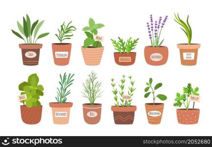 Culinary herbs in pots. Cartoon cooking condiment plants. Kitchen botanical collection. Aromatic dill and green onion growing in flowerpots. Salad herbal greenery. Vector food seasoning decorative set. Culinary herbs in pots. Cartoon cooking condiment plants. Kitchen botanical collection. Aromatic dill and onion growing in flowerpots. Salad herbal greenery. Vector food seasoning set