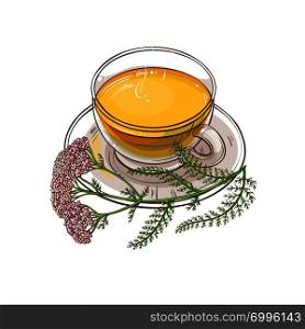 cup of yarrow tea illustration on white background. yarrow tea illustration