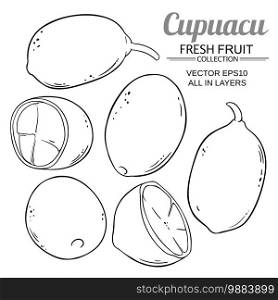 cupuacu vector set on white background. cupuacu vector set